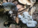 Hydnellum caeruleum image