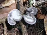 Hydnellum caeruleum image