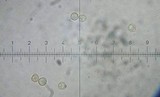 Crepidotus applanatus image