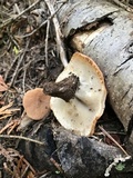 Discina ancilis image