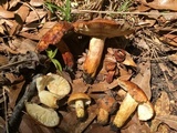 Russula mutabilis image