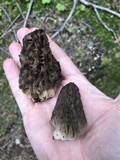 Morchella snyderi image