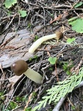 Verpa conica image