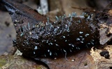 Penicillium vulpinum image