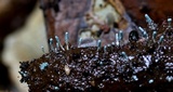Penicillium vulpinum image