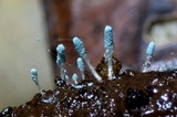 Penicillium vulpinum image