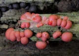 Lycogala epidendrum image