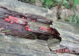 Lycogala epidendrum image