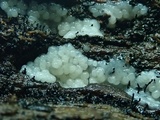 Trichia decipiens image