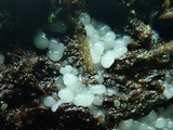 Trichia decipiens image
