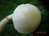 Hygrophorus chrysodon image