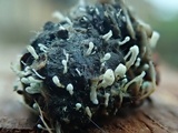 Penicillium vulpinum image