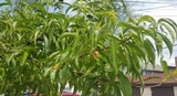 Taphrina deformans image