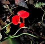 Sarcoscypha occidentalis image