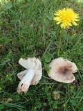 Russula sororia image