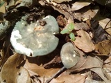 Russula aeruginea image