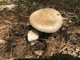 Amanita volvata image