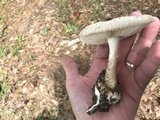 Amanita volvata image