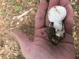 Amanita volvata image