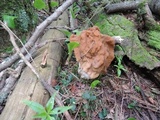 Gyromitra korfii image