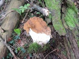 Gyromitra korfii image