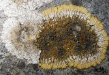 Caloplaca saxicola image