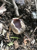Sarcosphaera coronaria image