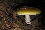 Amanita vernicoccora image
