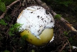 Amanita vernicoccora image