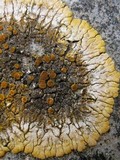 Caloplaca saxicola image