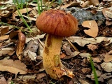 Suillellus hypocarycinus image