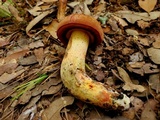 Suillellus hypocarycinus image