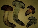 Suillellus hypocarycinus image