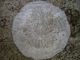 Dirina massiliensis image