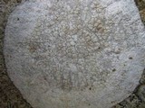 Dirina massiliensis image