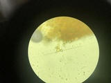 Amanita volvata image