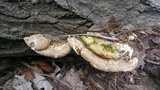 Trametes lactinea image
