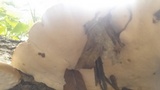 Trametes lactinea image