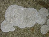 Dirina massiliensis image