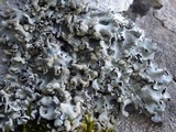 Parmotrema pseudoreticulatum image