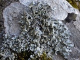 Parmotrema pseudoreticulatum image