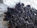 Parmotrema pseudoreticulatum image