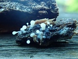 Trichia decipiens image