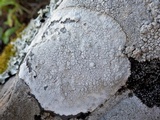 Lecanora rupicola var. rupicola image