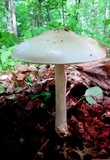 Pluteus petasatus image