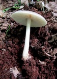 Pluteus petasatus image