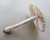 Pluteus petasatus image