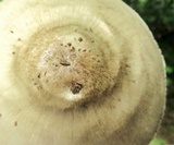 Pluteus petasatus image