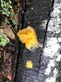 Naematelia aurantia image