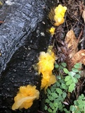 Naematelia aurantia image